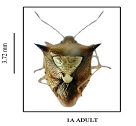Carbula Stål i.e. scutellata 