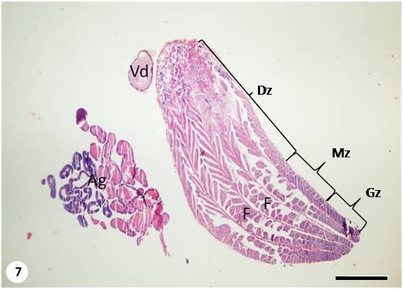 Longitudinal section of the follicles of the testes showing the follicles of G. lineatum. Testes follicles