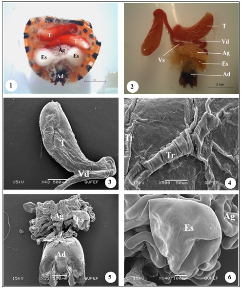 Light photos of general view of the male reproductive system of G. lineatum. Testes