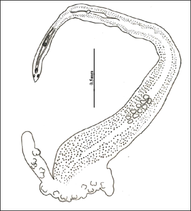 Axinoides belangerii n.sp. Whole mount of holotype