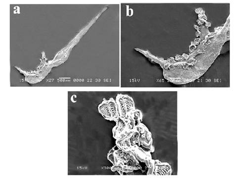 Axinoides belangerii n.sp. SEM micrograph of pacatype. A. Entire specimen. B. Haptor portion. C. Clamps. 