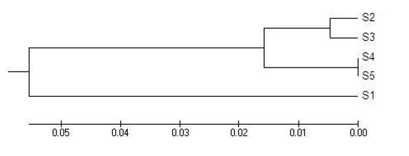 Fig: UPGMA dendrogram of genetic distance among 5 Indian populations of P. flavescens based on 5 RAPD primers.