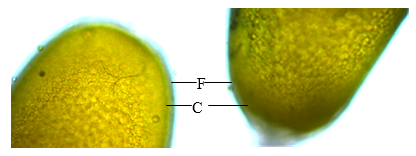 Bright field analysis of O.  hyla hyla follicle stage egg in 10X magnification. Follicle cell layer (F), Chorion (C)