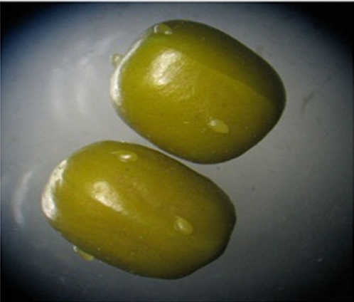 Fig: Young eggs laid on the surface of the seed.