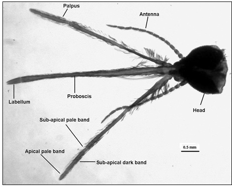 Fig: Parts of the Head – palpi, proboscis and antennae of A. subpictus from Bhiwani (Haryana, India). 