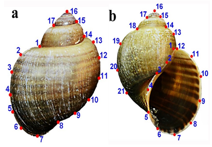 Fig: Landmarks used to describe the shape of (a) dorsal and (b) ventral/apertural view of the shell of P. canaliculata.