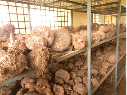 Fig: Harvested elephant foot yam tubers stored in storage racks
