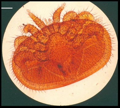 Plate I: Varroa destructor 