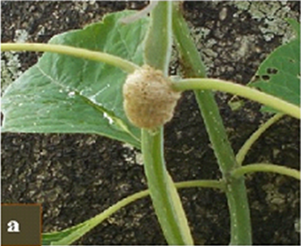 Fig: Distinct casings called “oothecae” where the adult C. leayana lays eggs underneath the leaf petioles or stem-branches