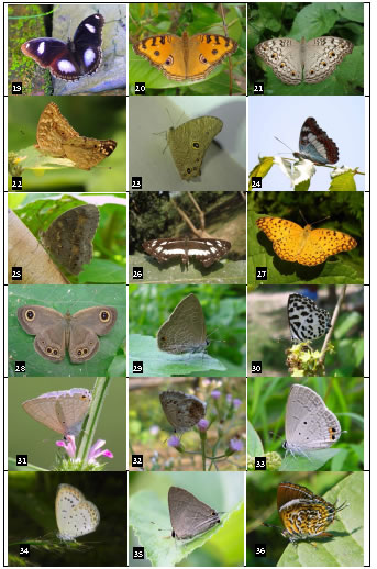 Bangladesh butterflies