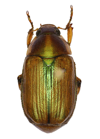 Fig: Anomala arthuri (holotype)