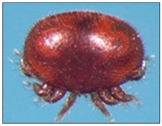 An adult Varroa mite