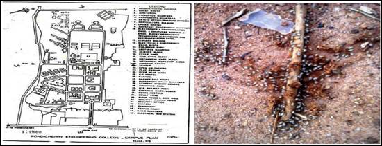 Map of Pondicherry Engineering College campus (b) termites around a twig on the surface of soils.