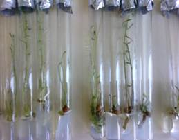 Regenerated plants in medium with NAA 1.0 ml/l