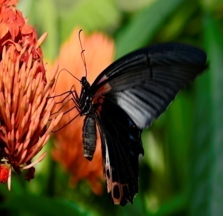 Great Mormon (Papilio memnon)