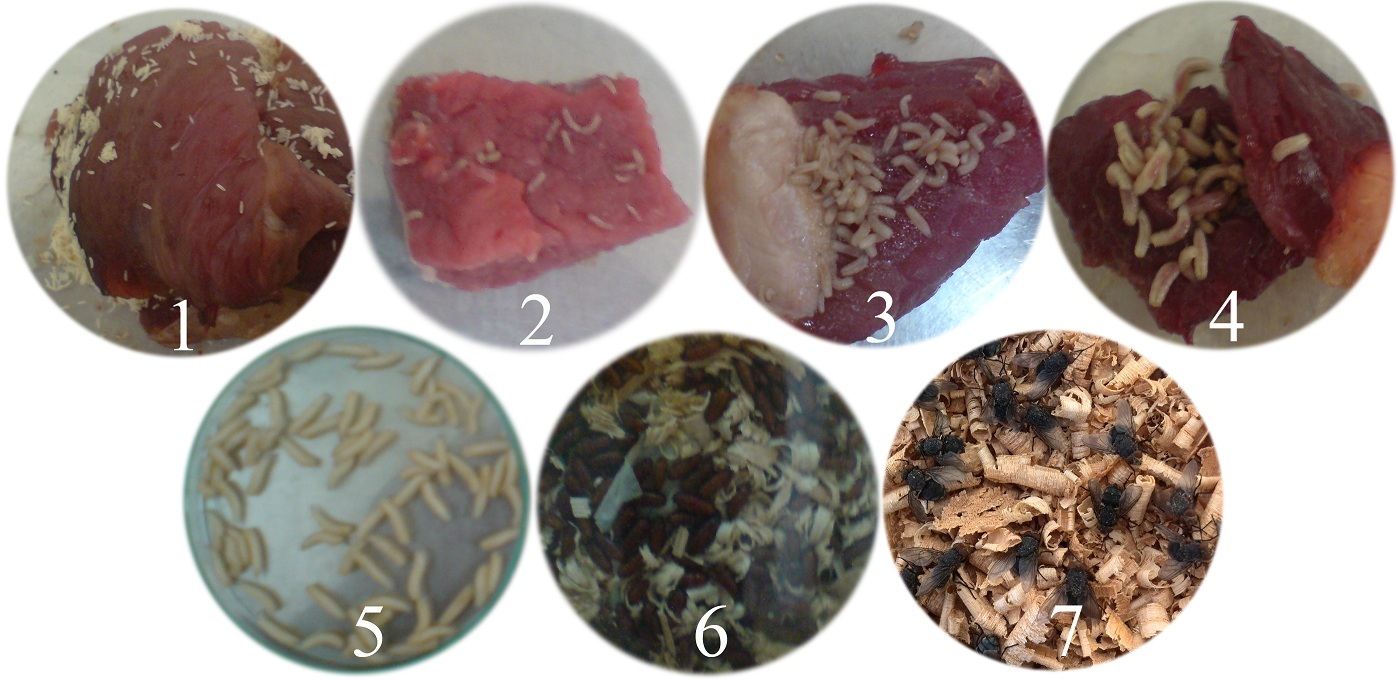 Life cycle of C. vicina: 1: Egg, 2: Larvae I, 3: Larva­­­e II, 4: Early 3th larval stage, 5: Late 3th larval stage, 6: Pupae and 7: Adult