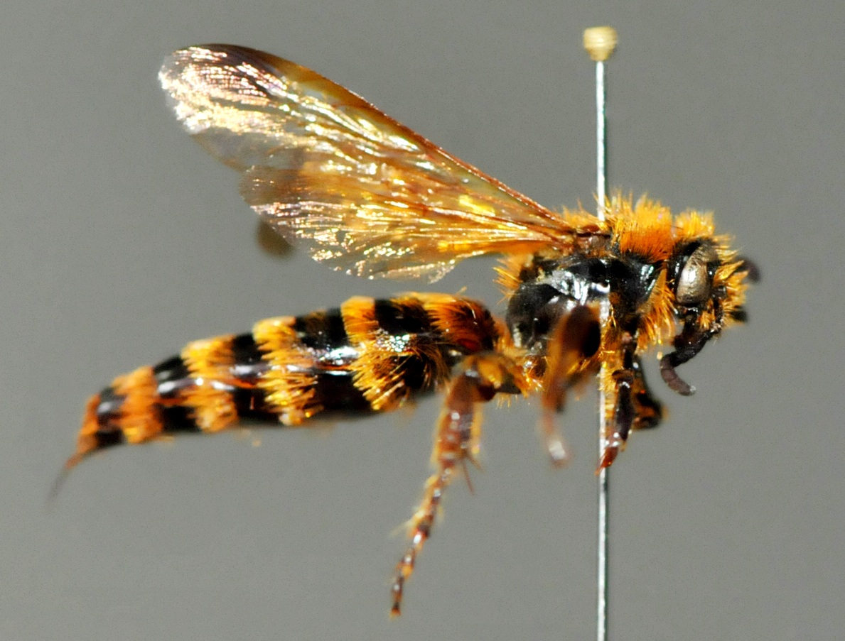 Megacampsomeris cochinensis (Female)