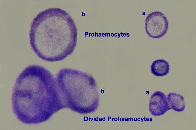 Prohaemocytes (a) at 1000 X and (b) enlarged view.