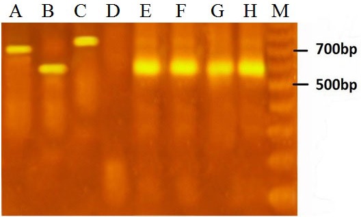 kDNA nested PCR amplification (560 bp). L. major in R. opimus (Lanes E,F,G,H); Positive control of L. tropica (Lane C, 720 bp); Positive control of L. major (Lane B); Positive control of L. infantum(680 bp, A); Negative control (Lane D) and (M)100 bp molecular weight marker (Fermentase). 