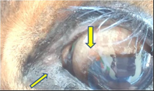 Live worm scrolling over the cornea and conjunctiva (arrow)