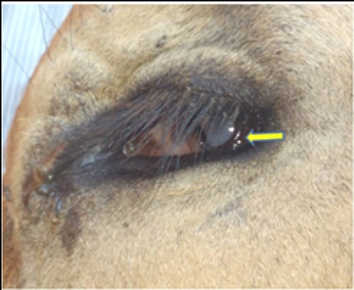 Corneal opacity (arrow) in eye worm affected cattle
