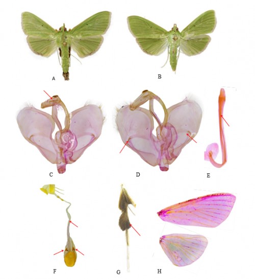 Genital and morphological characters of adult <em>Glyphodes vertumnalis </em>Guenee (A. male; B. female; male genitalia, C. ventral view; D. dorsal view; E. aedeagus; F. female genitalia; G. male hind tibia with tuft of hairs on outer extreme region; H. wing venation)
