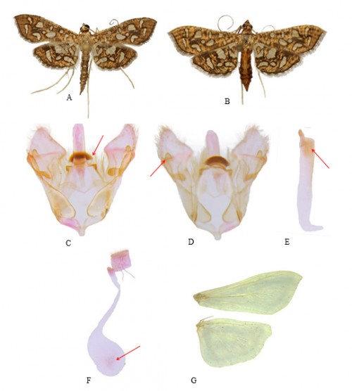 Genital and morphological characters of adult <em>Nausinoe geometralis </em>(Guenee) (A. male; B. female; male genitalia, C. ventral view; D. dorsal view; E. aedeagus; F. female genitalia; G. wing venation)