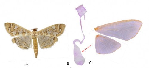 Genital and morphological characters of adult <em>Nausinoe perspectata </em>(Fabricius) (A. female; B. female genitalia; C. wing venation)