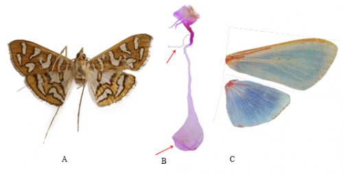 Genital and morphological characters of adult <em>Nausinoe peuritia </em>(Cramer) <strong>(</strong>A. female; B. female genitalia; C. wing venation)
