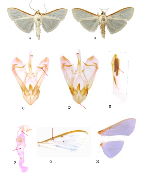 Genital and morphological characters of adult <em>Palpita vitrealis </em>(Rossi) (A. male; B. female; male genitalia, C. ventral view; D. dorsal view; E. aedeagus; F. female genitalia; G. forewing usually has traces of two brown specks below the costa before middle one at each angle of cell; H. wing venation)