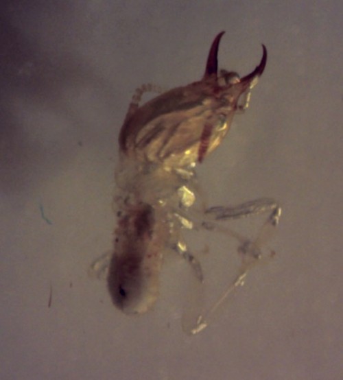 <em>Odontotermes feae   </em>Termitidae(<em>Melia dubia</em>)