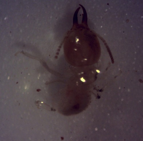<em>Odontotermes gurdaspurensis</em> Termitidae (<em>Dalbergia sissoo</em>)