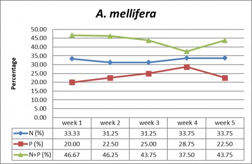 Percentage of nectar and/or pollen gatherers of <em>A. mellifera</em> on flowers of <em>Brassica juncea </em>variety RH-0749 over different weeks of flowering during the year 2015-2016