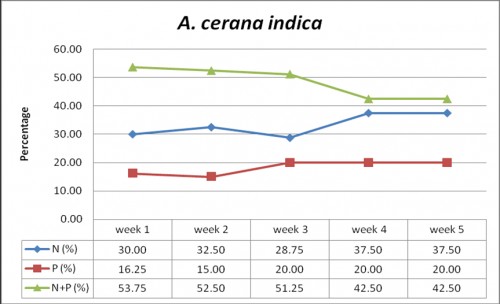 Percentage of nectar and/or pollen gatherers of <em>A. cerana indica</em> on flowers of <em>Brassica juncea </em>variety RH-0749 over different weeks of flowering during the year 2015-2016