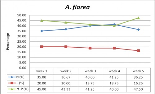Percentage of nectar and/or pollen gatherers of <em>A. florea</em> on flowers of <em>Brassica juncea </em>variety RH-0749 over different weeks of flowering during the year 2015-2016