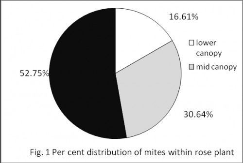 Per cent distribution of mites within rose plant