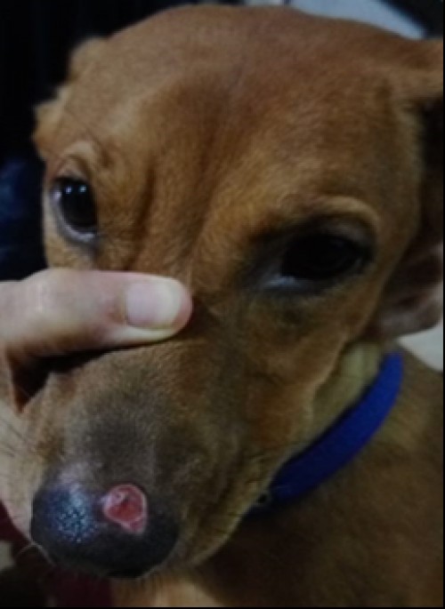 Dog- Histiocytoma- 50% regressed tumour in one month period