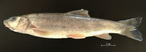 <em>Schizothorax eurystomus </em>from the Syr Darya River, Fergana Valley