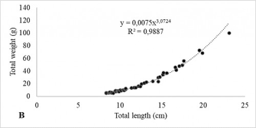 Length-weight relationship of <em>S. eurystomus </em>from Fergana Valley.&nbsp;(B) male