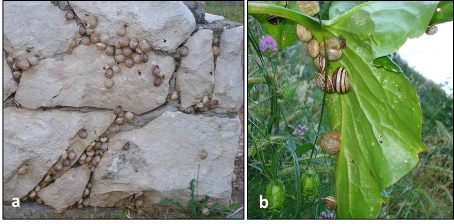 Eobania vermiculata on natural habitats. a) drystone wall, b) plant leaf