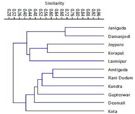 Dendrogram showing Bay-Curtis similarity in Odonate diversity for 11 sampling sites of Koraput district, Odisha