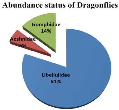 Percentage of occurrence of families of Dragonflies observed in USTM campus.