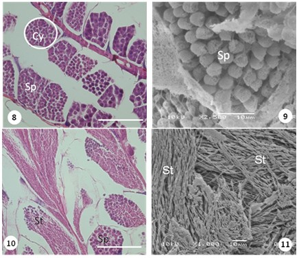 Light and SEM photos of the presence of the spermatocytes