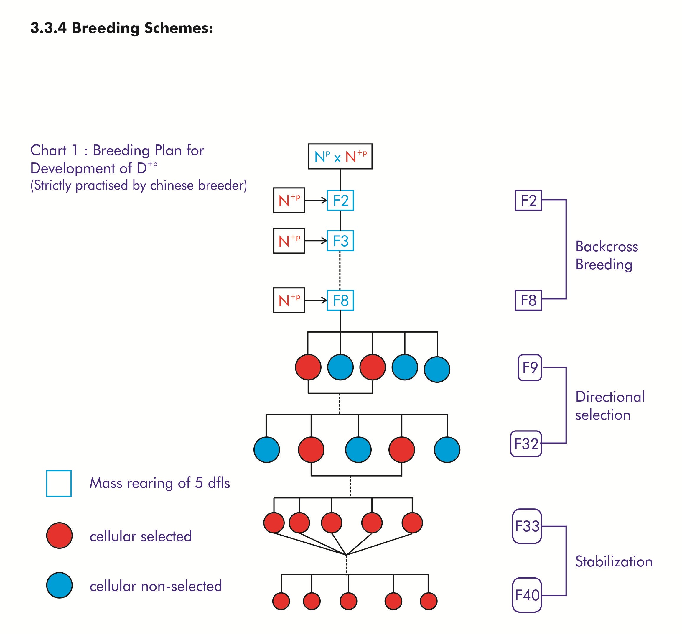 breeding scheme