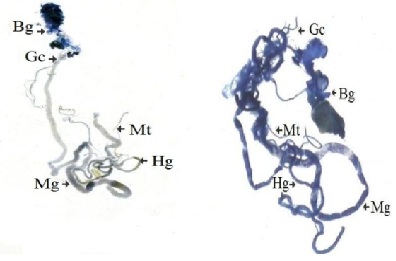 Figure of Trypan blue staining pattern in third instar larval tissues of S. ruficornis (a) Control (b) in vivo heat shock at 40 oC /60 min.