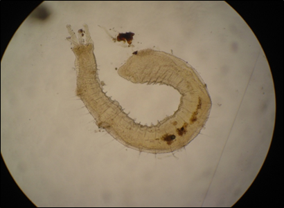 Aulophorus vagus