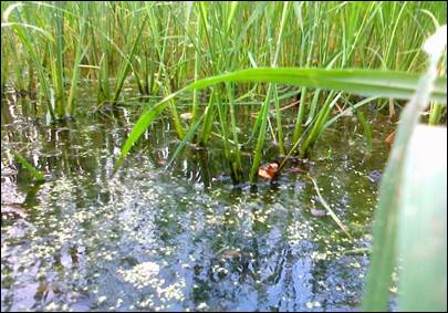 Paddy field-one of the sampling sites