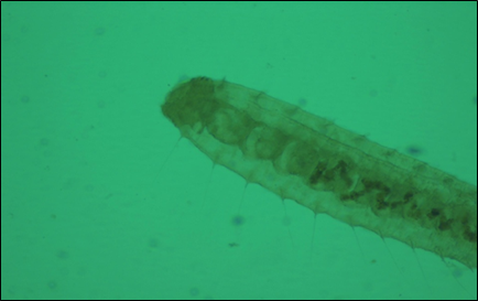 Aulophorus furcatus- Anterior region-regenerating