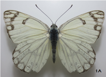 Fig: Anapheis aurota (Male)