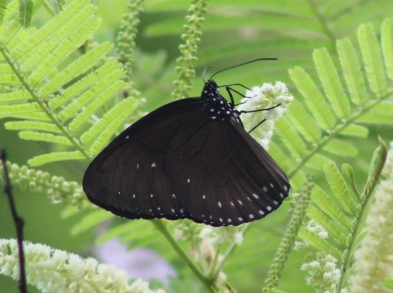 Fig: Euploea eunice